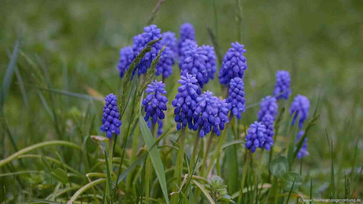 Traubenhyazinthen im Herbst pflanzen – so erwartet Sie im Frühling ein blaues Blütenmeer