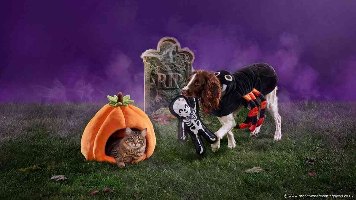 Dog and cat owners rush for Halloween buys from £2 including coffin bed and pumpkin jumper