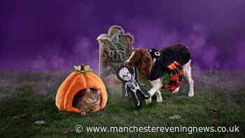 Dog and cat owners rush for Halloween buys from £2 including coffin bed and pumpkin jumper