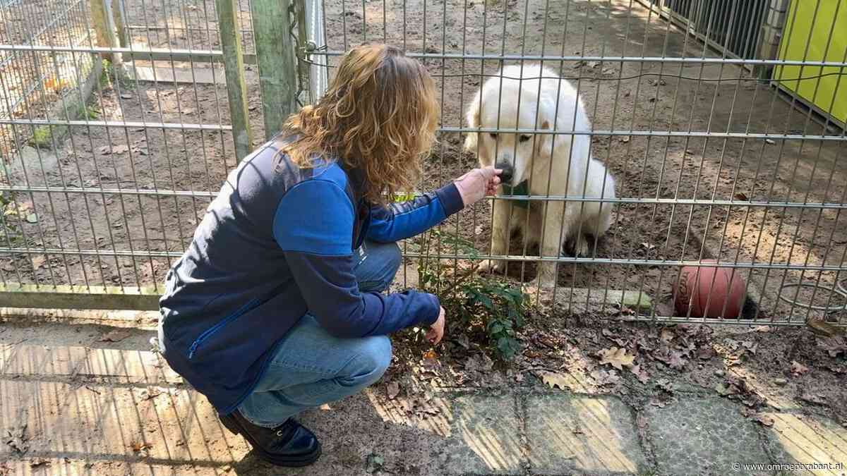 Baasje laat hem achter in pension, hond Loekie wacht al ruim een jaar