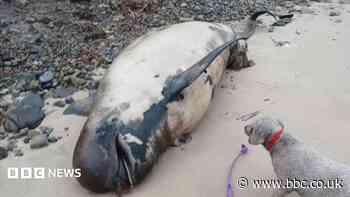 Whale's body recovered after four days on beach