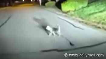 Man's real-life Lassie races to police and barks at them to help after owner fell at home