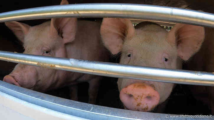 Giornata mondiale degli animali negli allevamenti. L’inferno quotidiano per centinaia di milioni (solo in Italia)