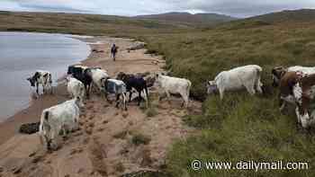 Revealed, the secret to saving our rainforests...a herd of Irish cows