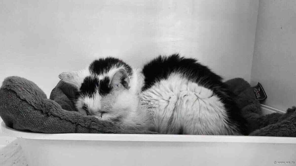 „In einem katastrophalen Zustand angekommen“: Kater Bert stirbt nach langer Leidensgeschichte