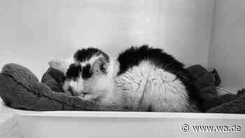 „In einem katastrophalen Zustand angekommen“: Kater Bert stirbt nach langer Leidensgeschichte
