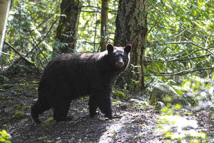 Man attacked by black bear in Castlegar