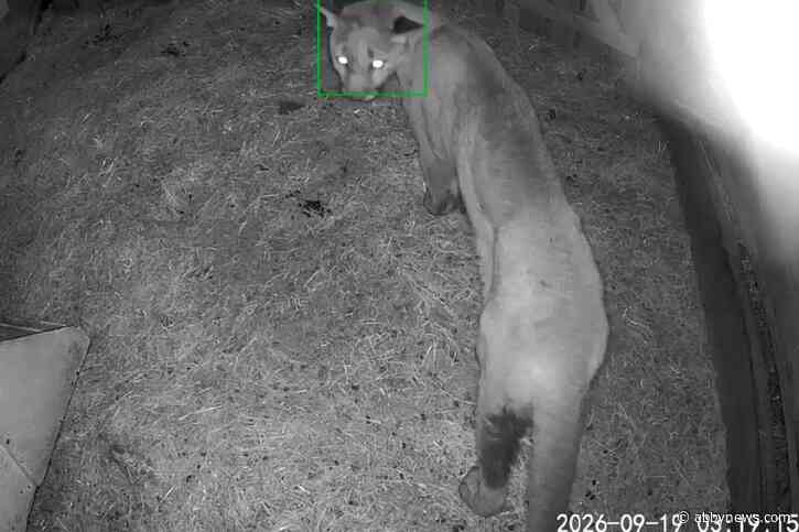 Cougar suspected in 36 livestock killings on Vancouver Island