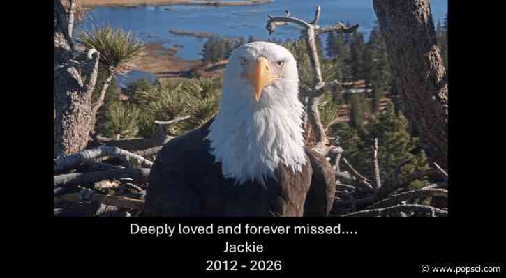 Jackie tribute video celebrates bald eagle’s wonderous life