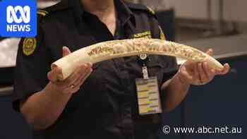 Ivory still legal to sell in Australia despite 2019 promise to ban it
