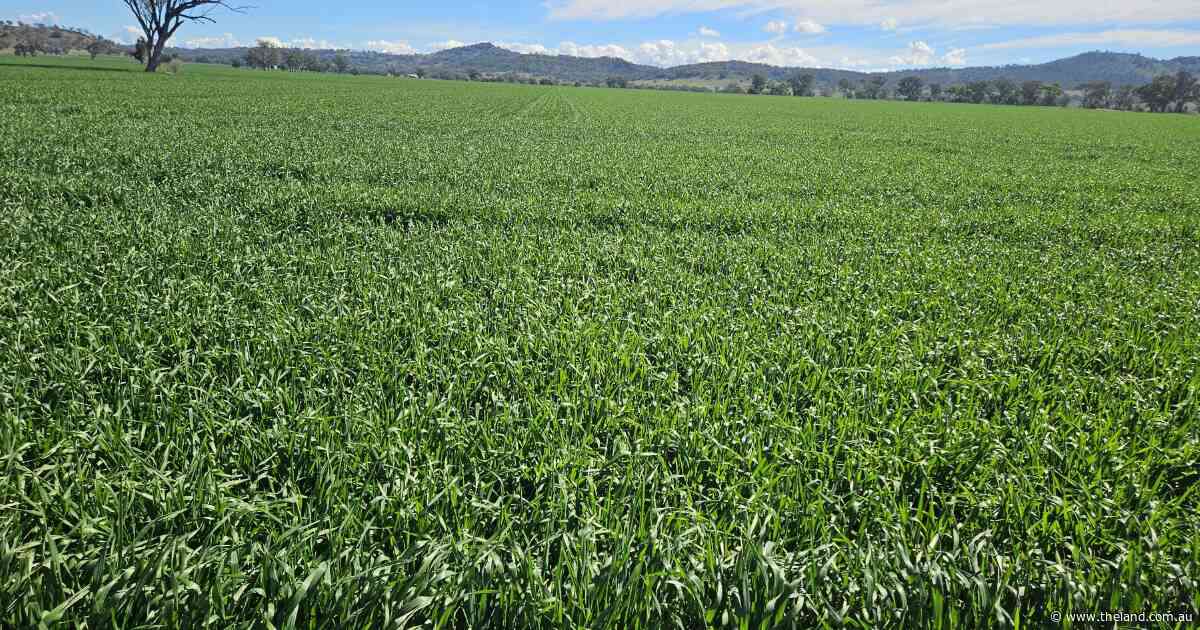 How to calculate your crop's nitrogen fertiliser demands | Down to Earth