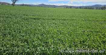 How to calculate your crop's nitrogen fertiliser demands | Down to Earth