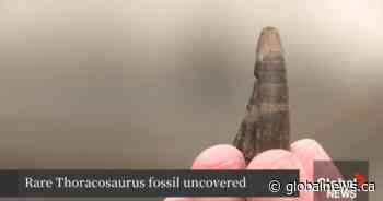 Rare Thoracosaurus Fossil Unearthed