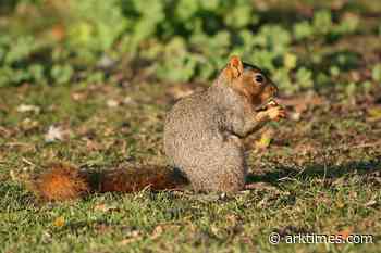 North Little Rock squirrel attack sends bloodied grandmother and mom to the ER