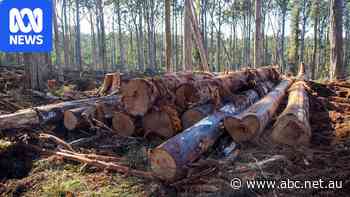 One Nation makes election promise to revive Victoria's timber sector