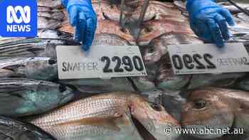 Fishers warn snapper, kingfish prices could soar under proposed catch limits
