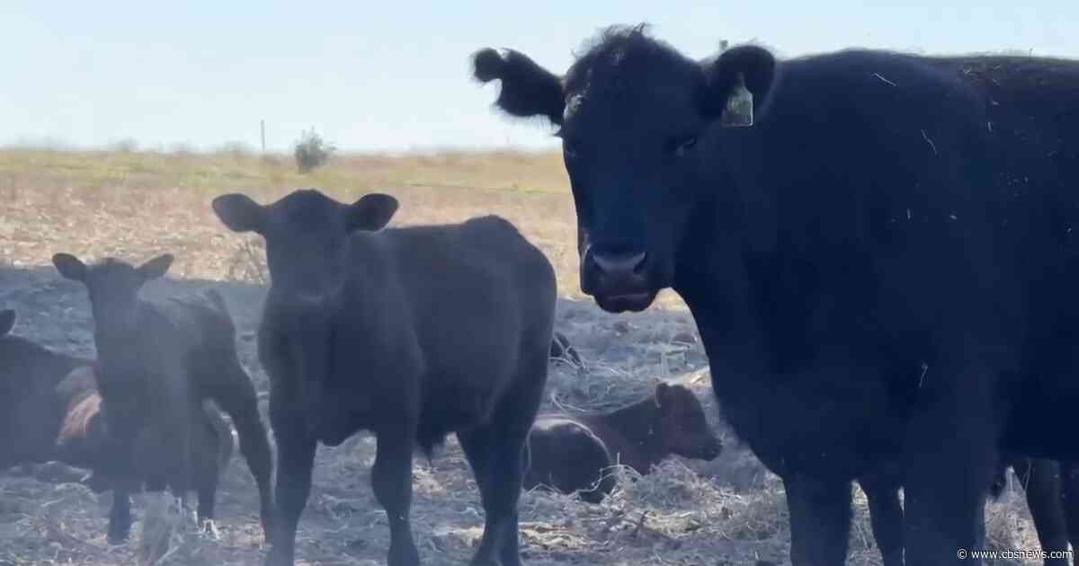 Beef prices see record highs as cattle shortage continues