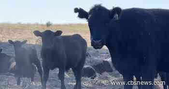 Beef prices see record highs as cattle shortage continues