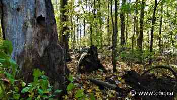 Doors Open Chatham-Kent to offer rare glimpse inside Sycamore Woods