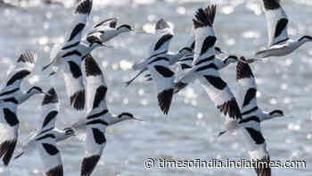 London sent 3 million tonnes of railway soil to rebuild Essex wetlands; bird numbers hit 39,000