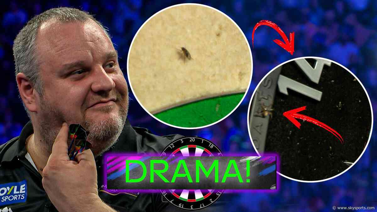 First a fly interrupts play, then a spider tries too!