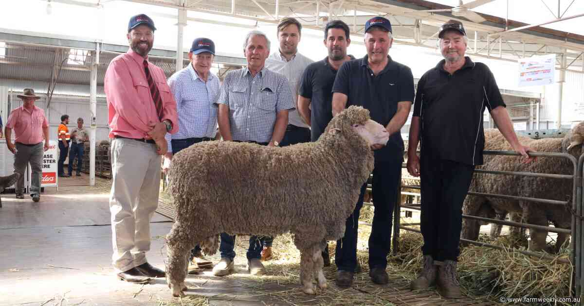 Woolkabin stud celebrates Golden Jubilee ram sale with strong buyer support