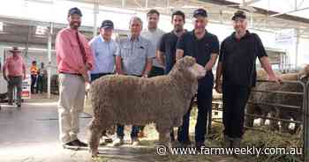 Woolkabin stud celebrates Golden Jubilee ram sale with strong buyer support