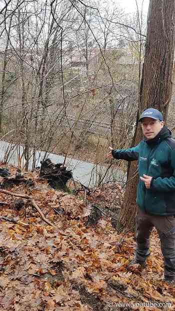 Warum werden im Revier Waldsee Bäume gefällt?
