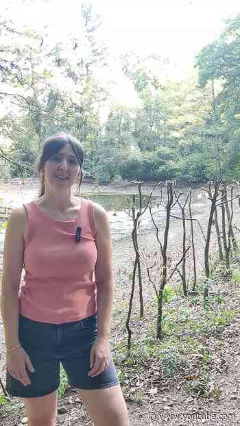 Sanierungsarbeiten am Wonnhaldeweiher im Forstrevier Günterstal
