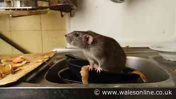 I asked experts how to keep rats and mice away — their advice was surprisingly simple