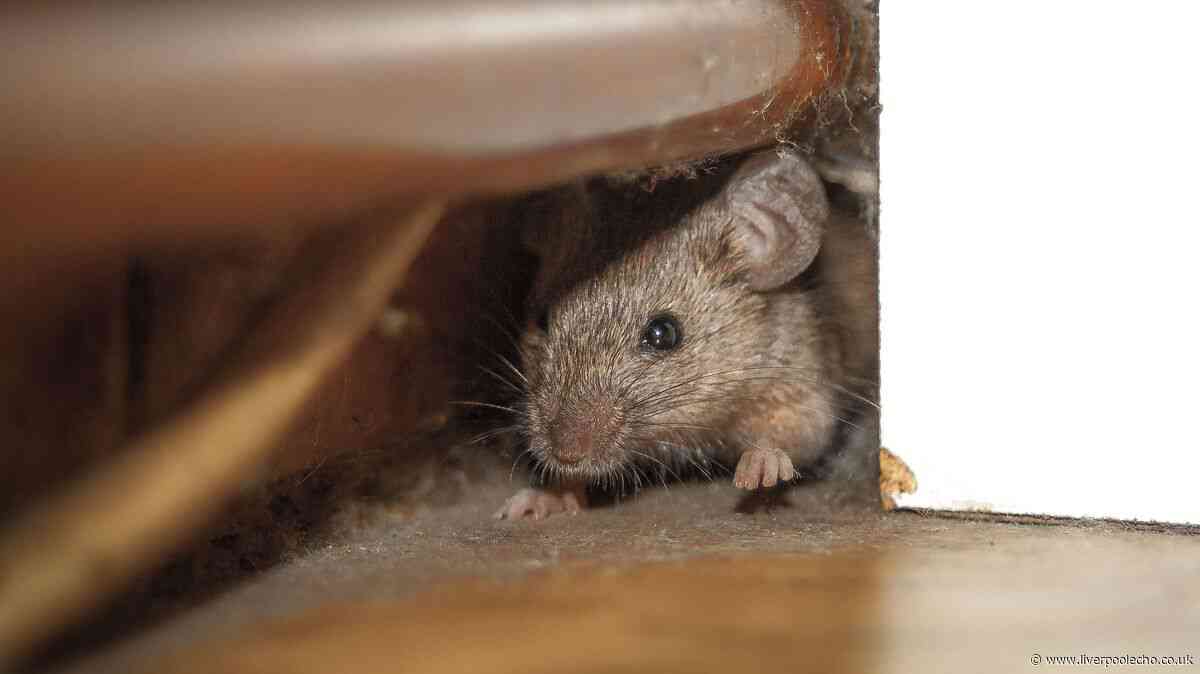 I asked pest control experts how to stop mice coming into homes — they all said the same thing