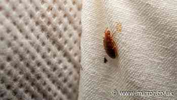 'Bedbug express' train ran twice last week as drivers 'refuse to board without hazmat suit'
