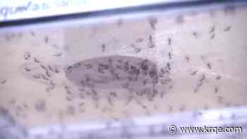 Albuquerque preps to prevent mosquitoes from nesting after heavy rains