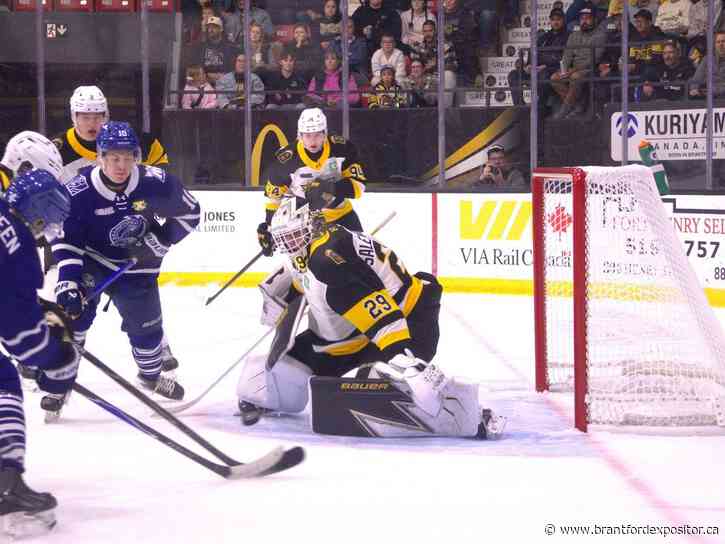 Brantford Bulldogs goalie Vilmer Salen Forsberg continues his hot play