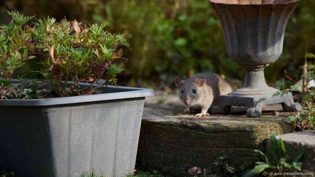Rats will find it impossible to enter your garden and home if you use 1 kitchen item