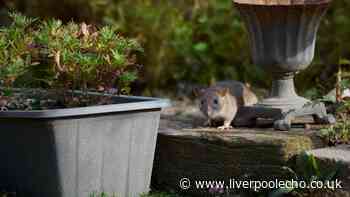 Rats will find it impossible to enter your garden and home if you use 1 kitchen item