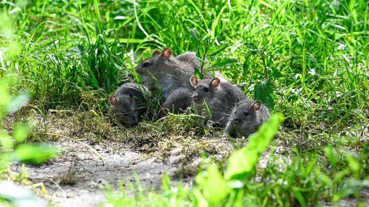 Never spot rats in your garden or home when you use 1 natural item experts love