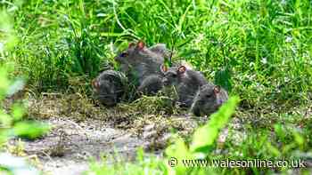 Never spot rats in your garden or home when you use 1 natural item experts love