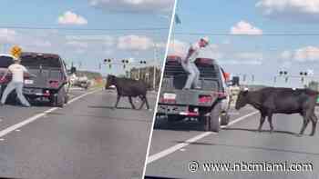 WATCH: Runaway cow escapes livestock auction, stops traffic in Polk County
