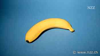 Bananen werden dank Genmanipulation nicht mehr so schnell braun. Können sie damit auch vor dem Aussterben gerettet werden?