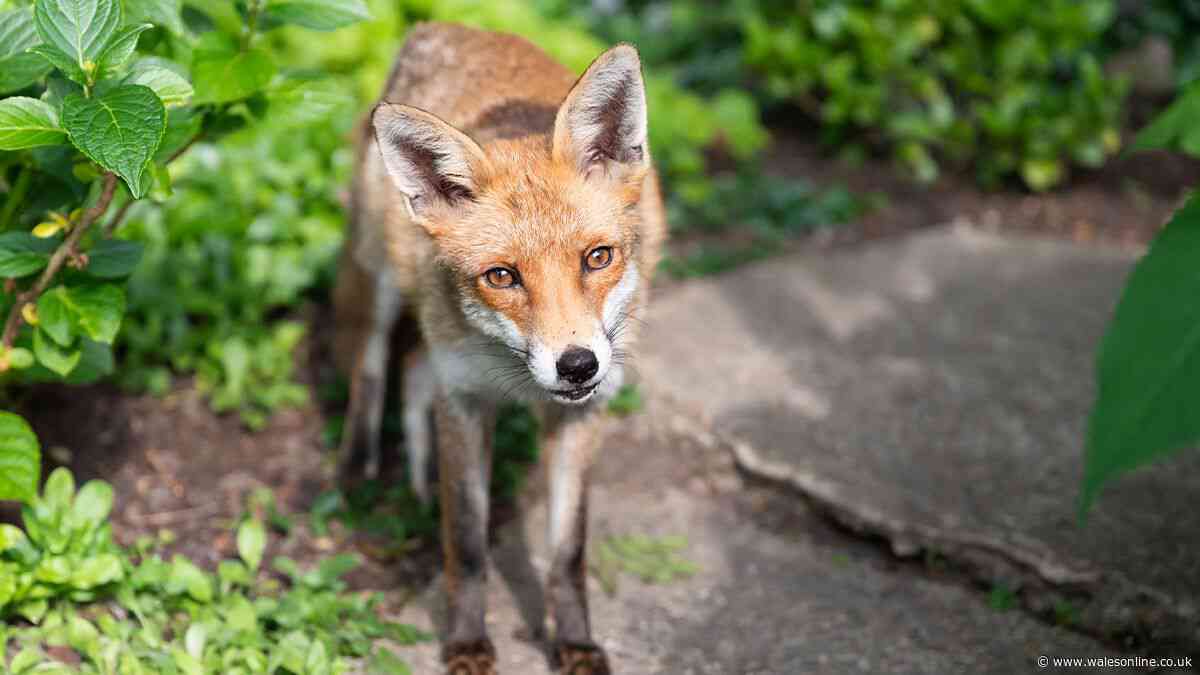 Stop foxes getting at your flowers with garden layout change