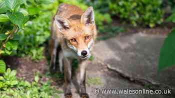 Stop foxes getting at your flowers with garden layout change