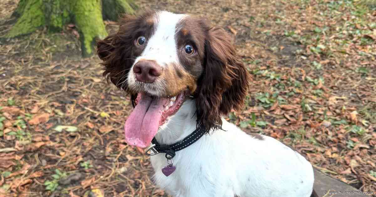 One of the 84 dogs found in filthy conditions by RSPCA finds a happy home in Hull