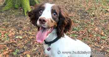 One of the 84 dogs found in filthy conditions by RSPCA finds a happy home in Hull