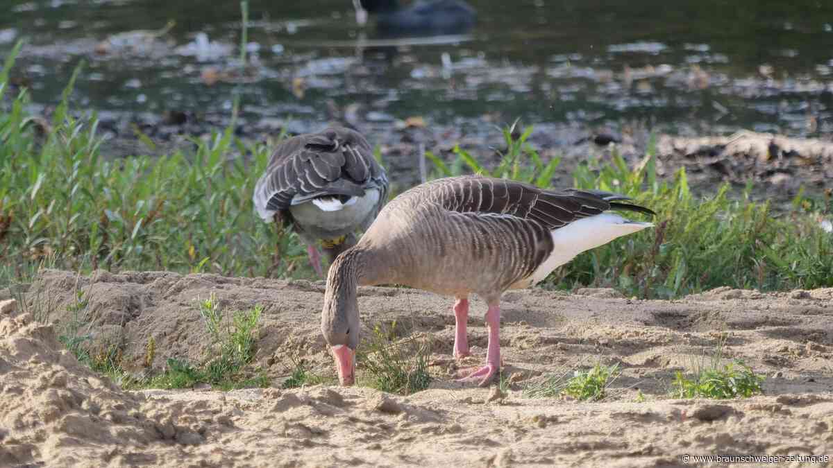 Kot-Alarm am Braunschweiger Heidbergsee: Graugänse sorgen weiterhin für Frust