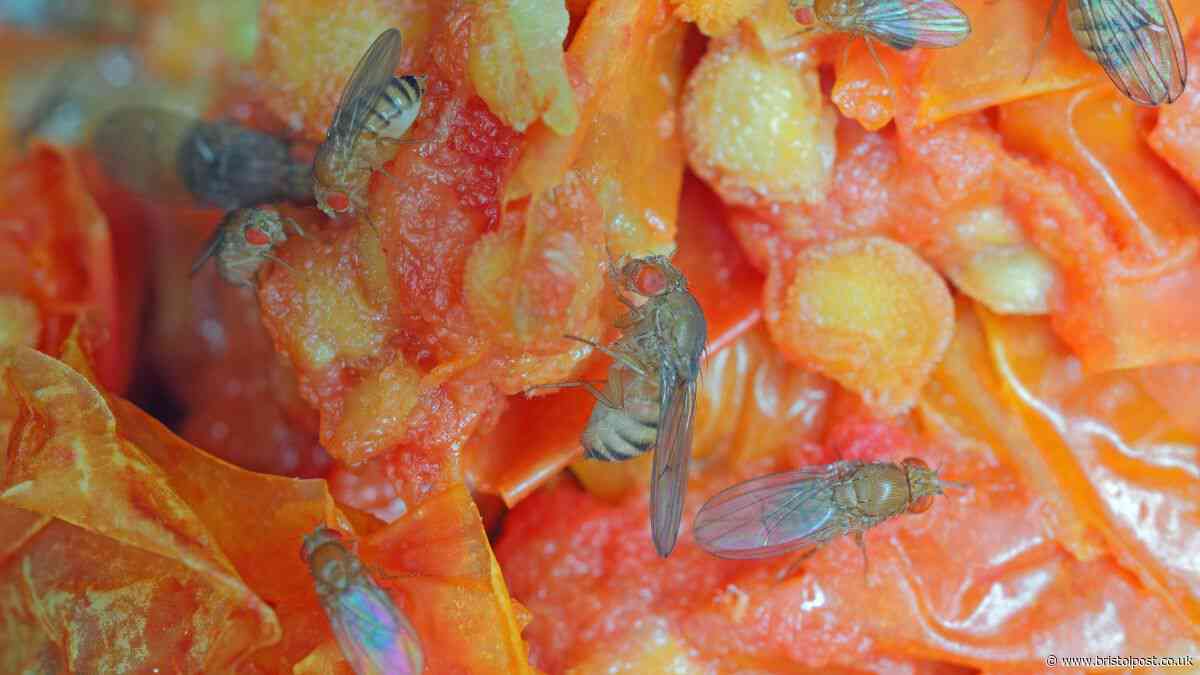 Splash £1 ingredient around windows keeps fruit flies out of the kitchen