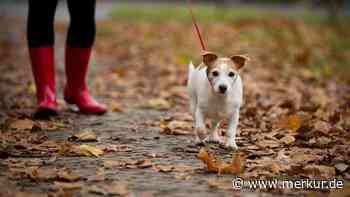 Dachauer Hundesteuer steigt: Normaler Hund kostet bald 100 statt 60 Euro