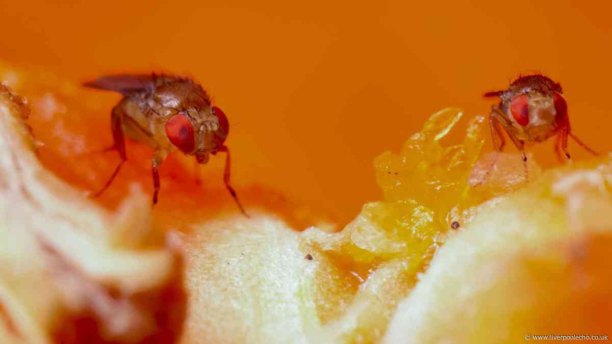 Get rid of fruit flies from kitchens with dash of £1 ingredient near windows