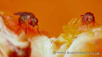 Get rid of fruit flies from kitchens with dash of £1 ingredient near windows