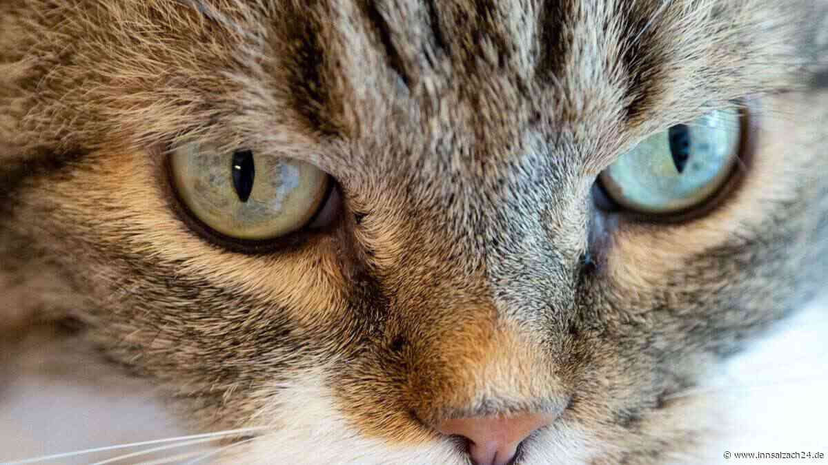 Katze kratzt und beißt Mann während Fahrt und verursacht Unfall auf Inntalautobahn
